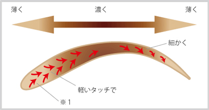 (Ｓｔｅｐ.２)　”眉頭から眉山まで”を描く